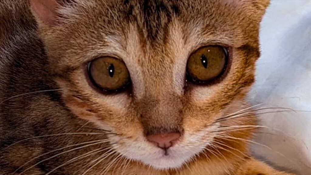 Bengal cat with shiny coat and bright eyes, enjoying a bowl of bone broth