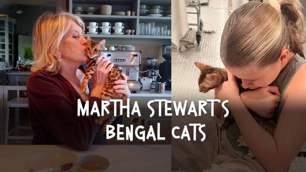 Martha Stewart's Bengal cats