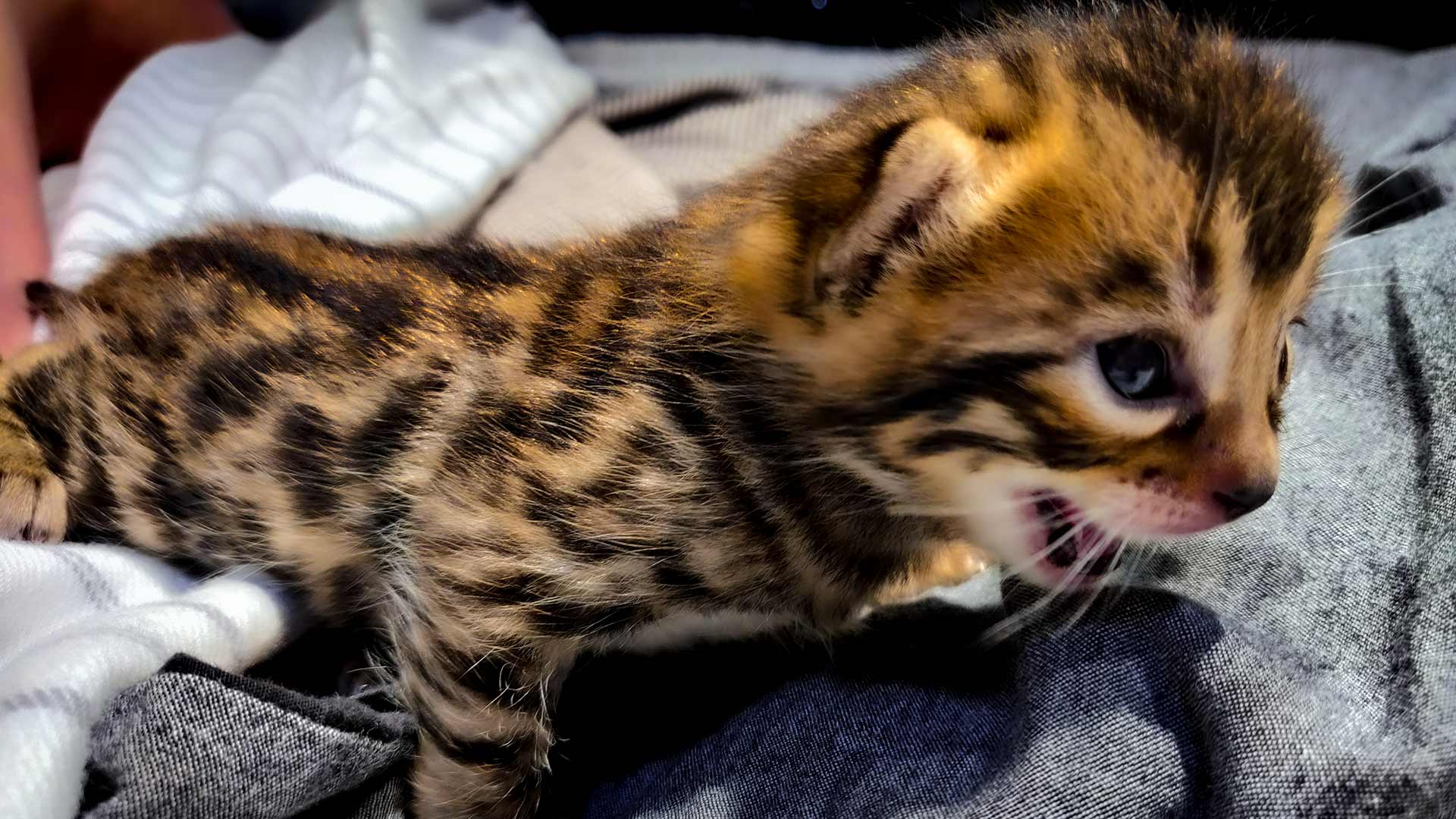 Bengal kitten of PixieCat.