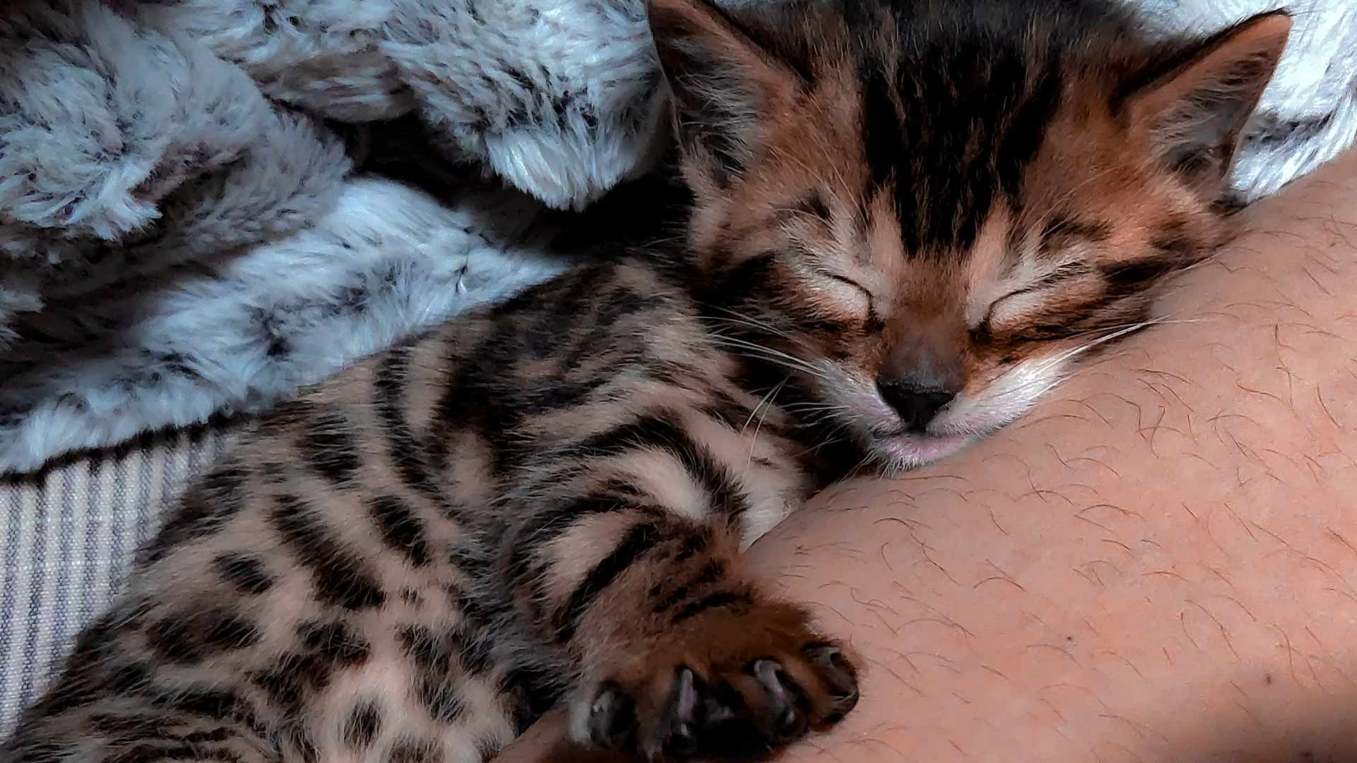 PixieCat's Four week old Bengal kitten.