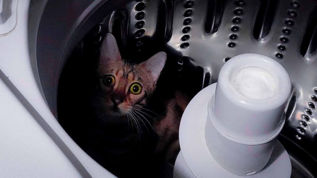 PixieCat Bengal in Washing Machine