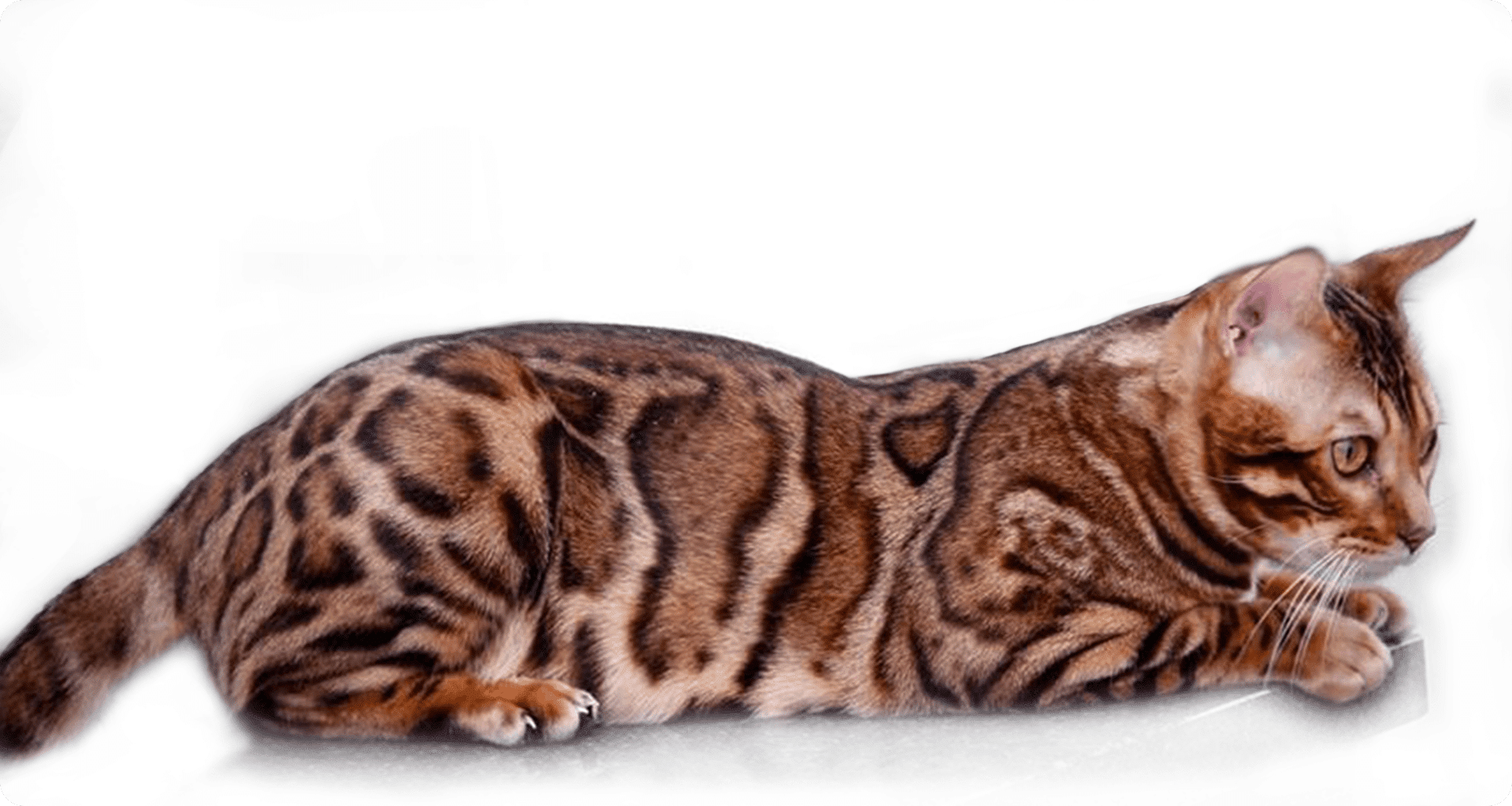 Bengal stud cat, King-Kong