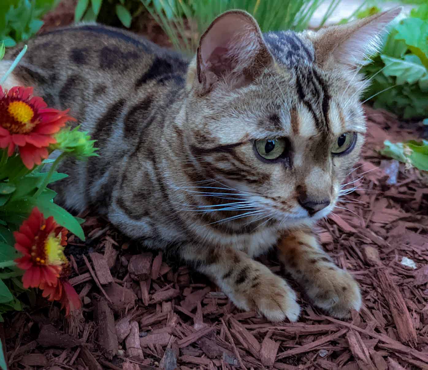 PixieCat. Three year old Bengal cat.