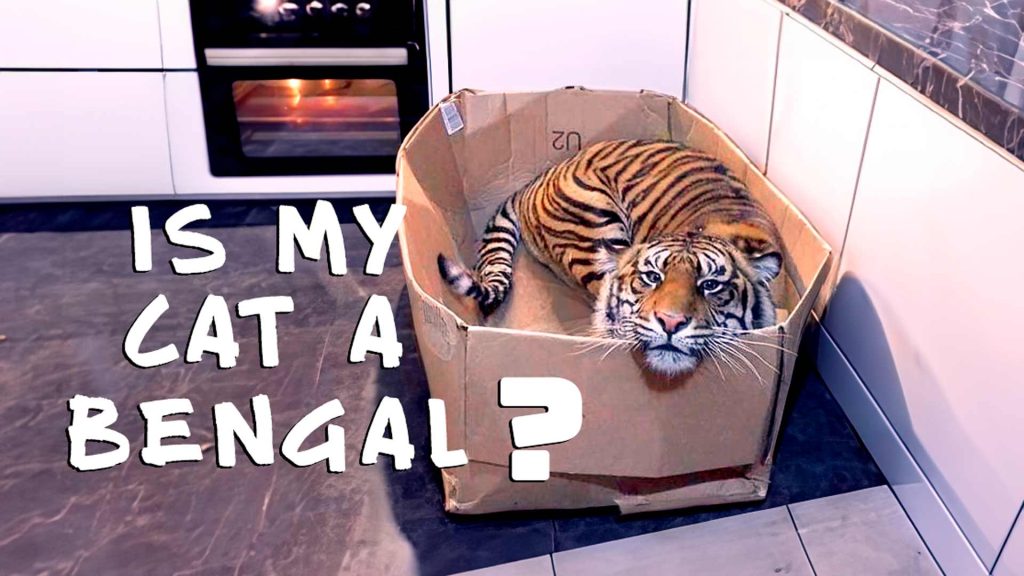 Spoof photo of an actual Bengal tiger in a cardboard box in a kitchen.