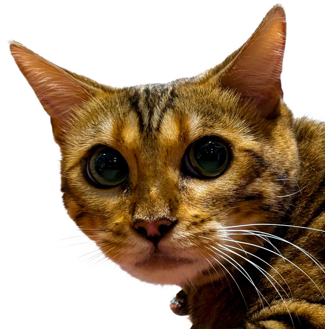 Iconic Leeloo. Her mother is PixieCat of Iconic.