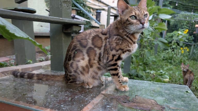 Flame. A clouded leopard Bengal cat.